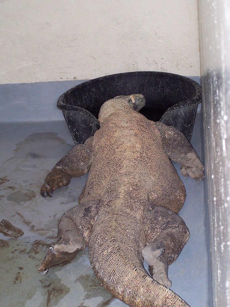 The Toronto Zoo's male komodo