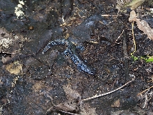 Blue Spotted Salamander