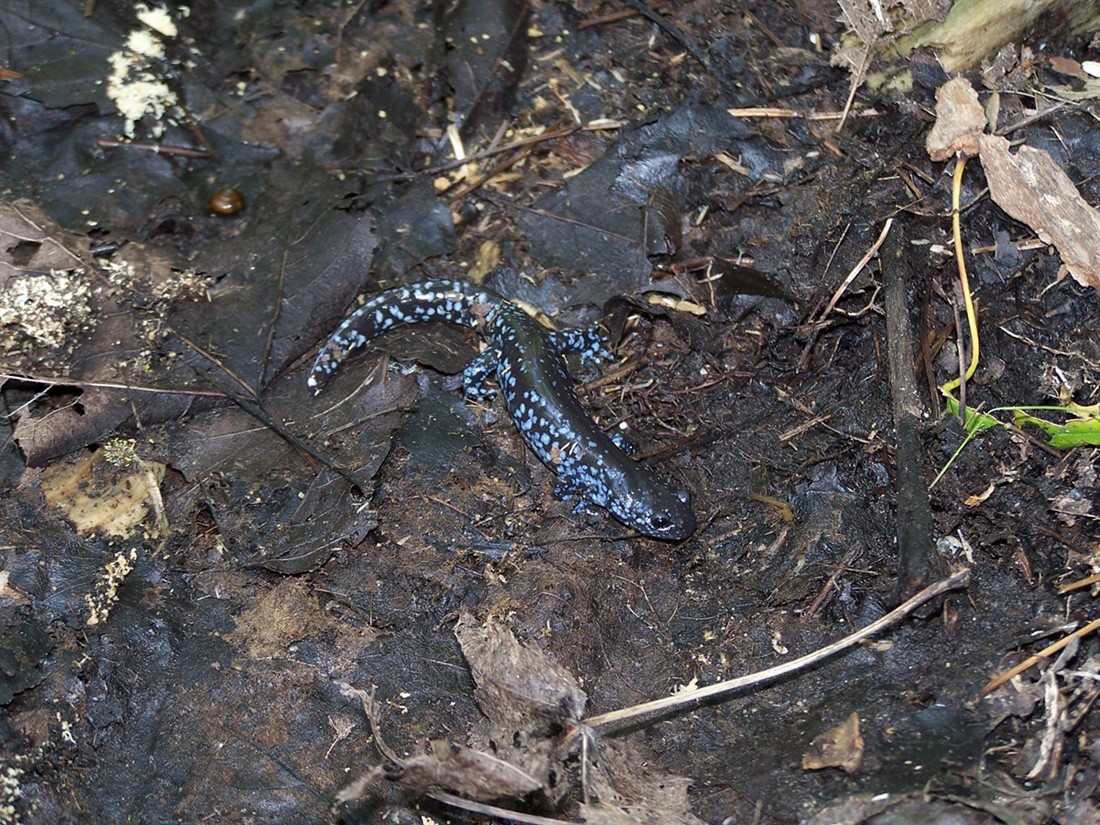 Blue Spotted Salamander