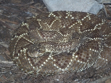 another rattle snake