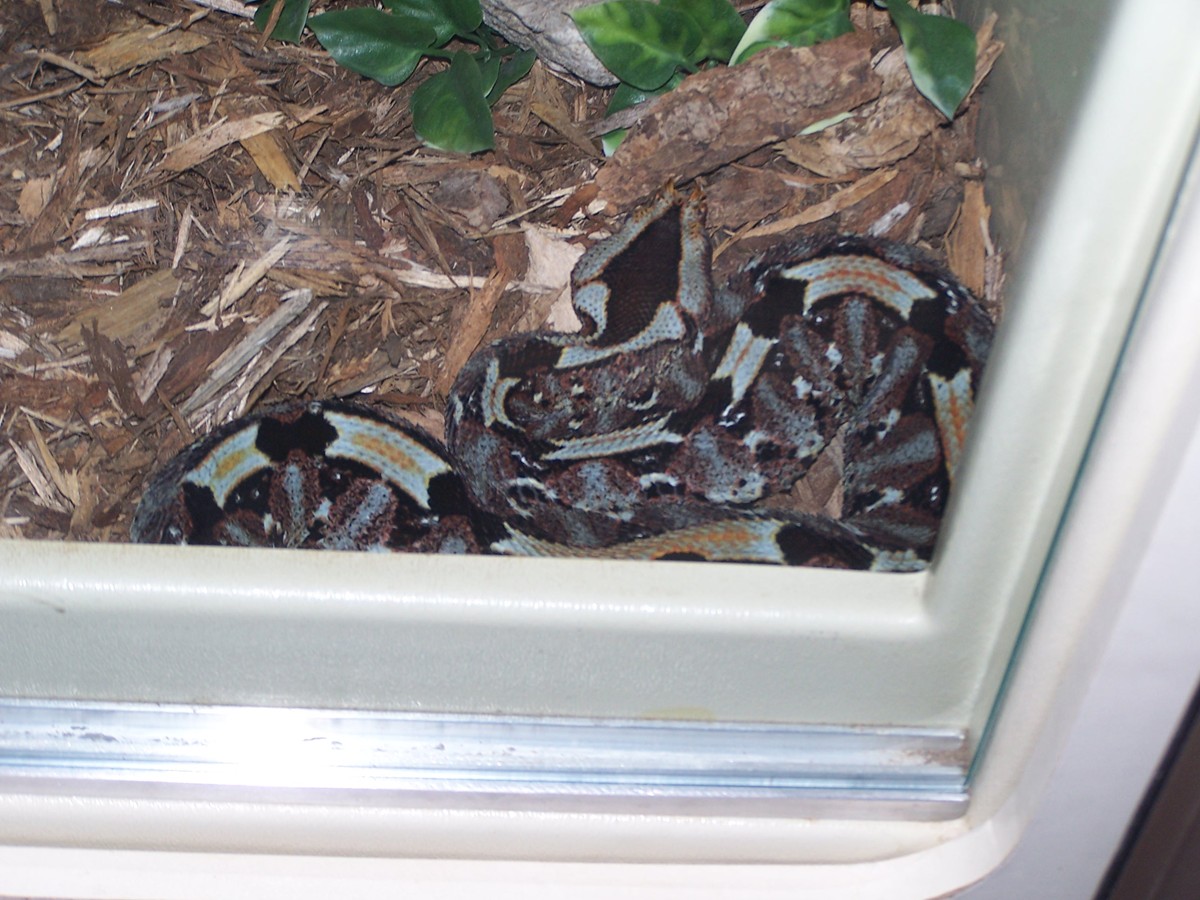 Rhino viper