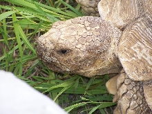 Tort