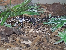 young tegu