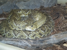 rattlesnake