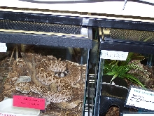 rattlesnake