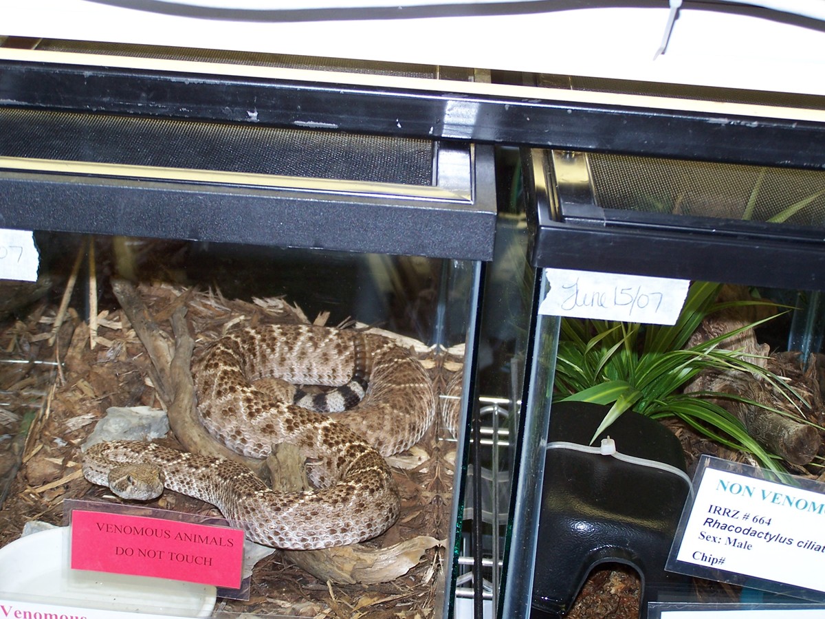 rattlesnake