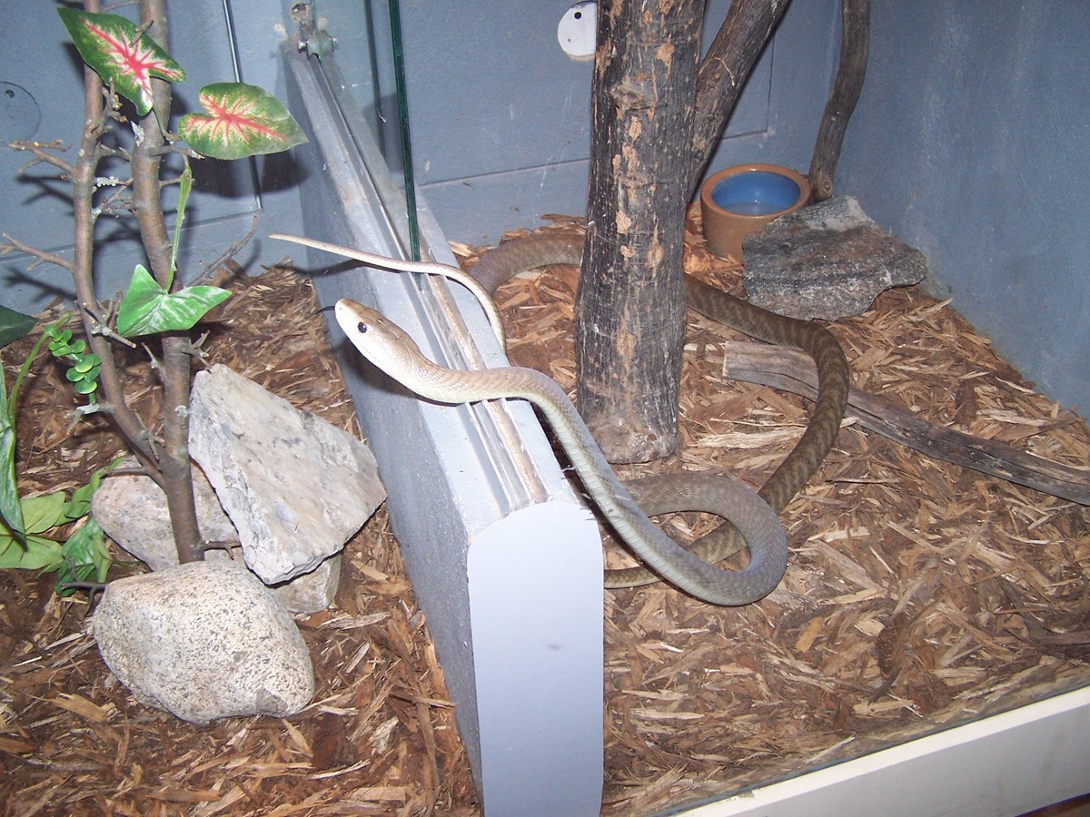 mamba again