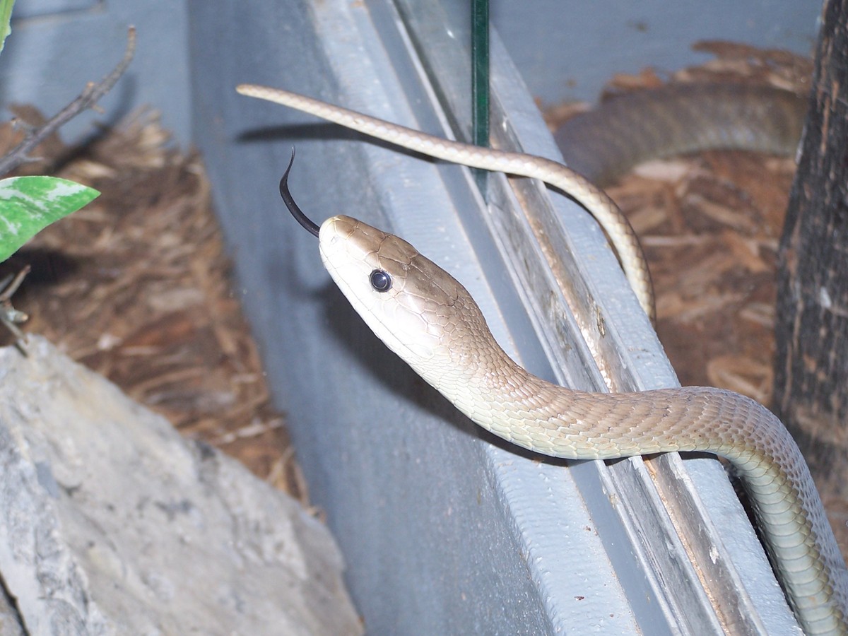 black mamba
