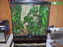 tree frog hab