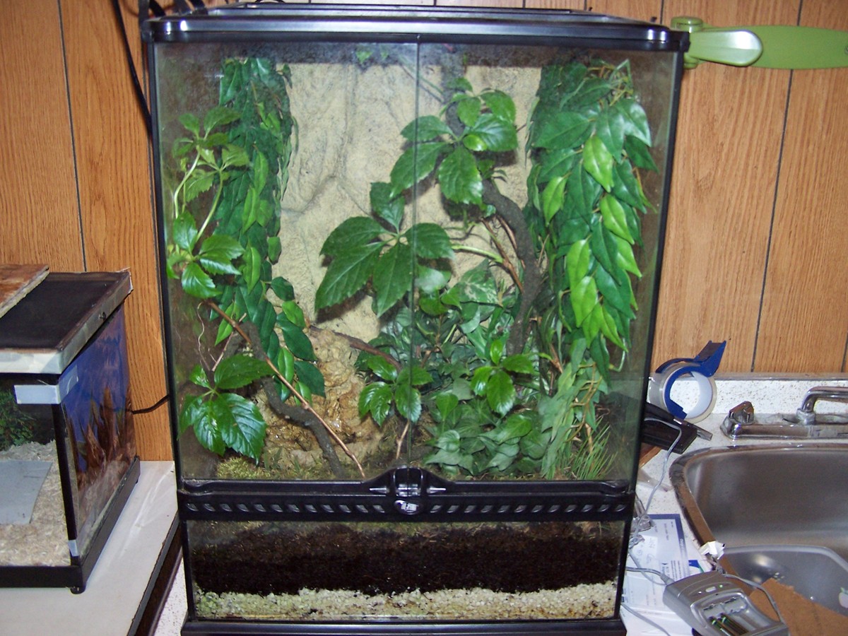 tree frog hab