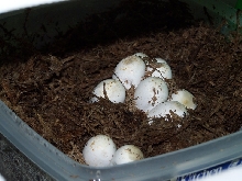 Eggs pipping
