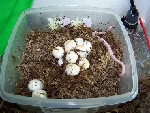 babies 6