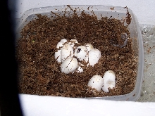 eggs