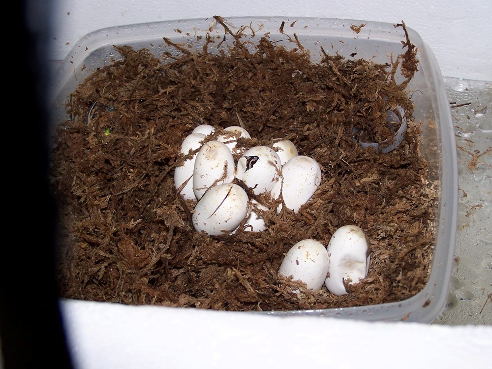 eggs