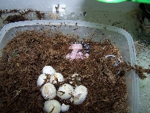 hatchlings! 1