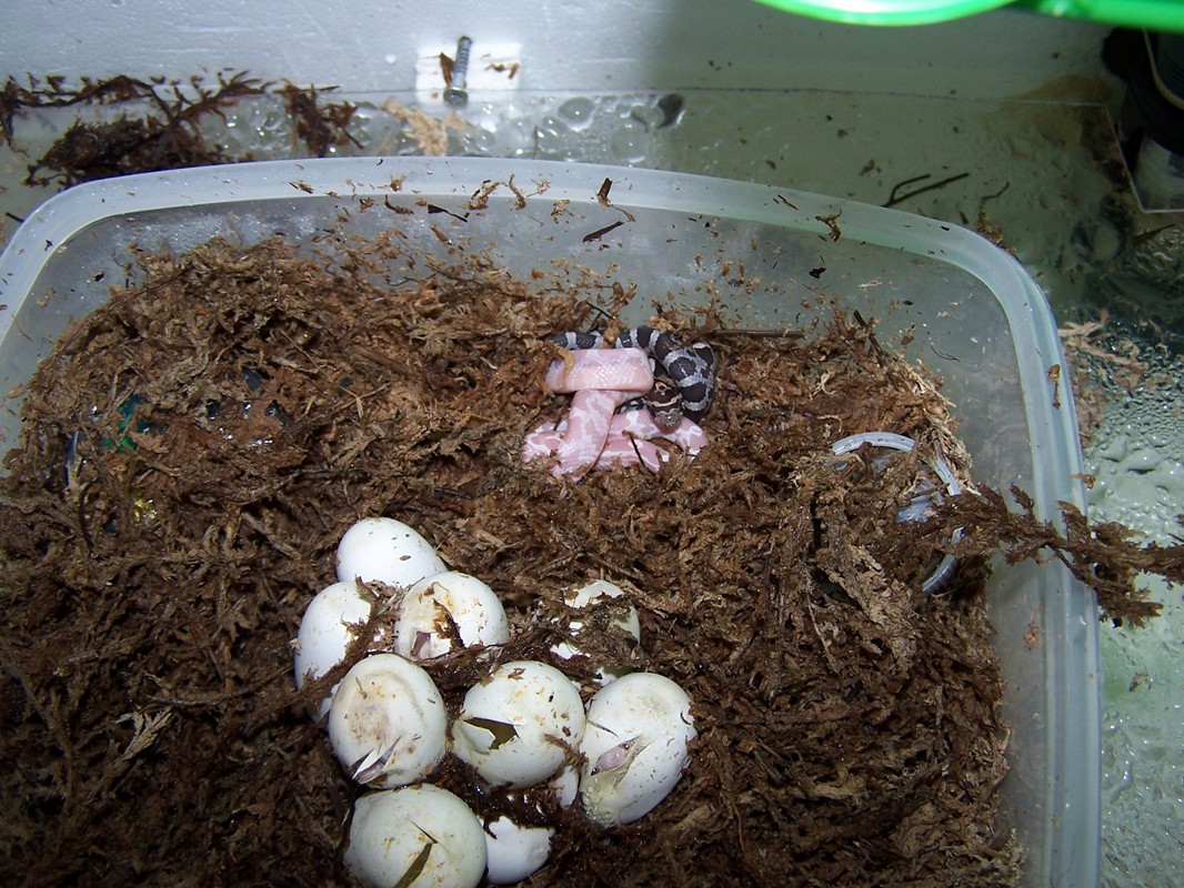 hatchlings! 1