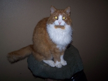 Murphy my cat