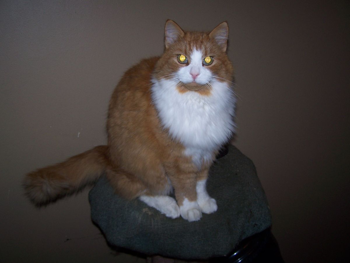 Murphy my cat
