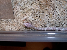 snowie