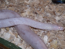 snow corn