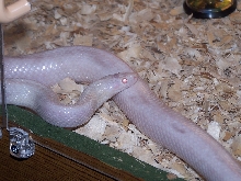 Snow Corn pic # 3