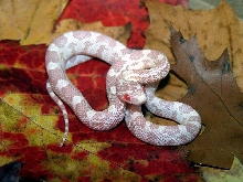 Snow Corn