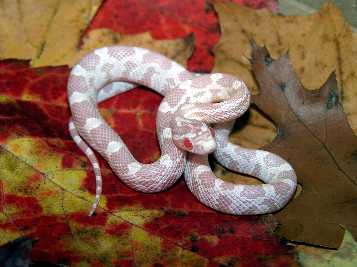 Snow Corn