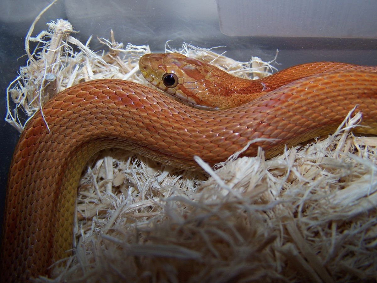Stripe corn