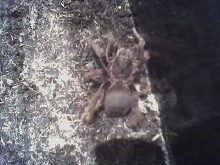 Acanthoscurria atrox