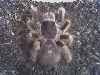 Acanthoscurria sternallis