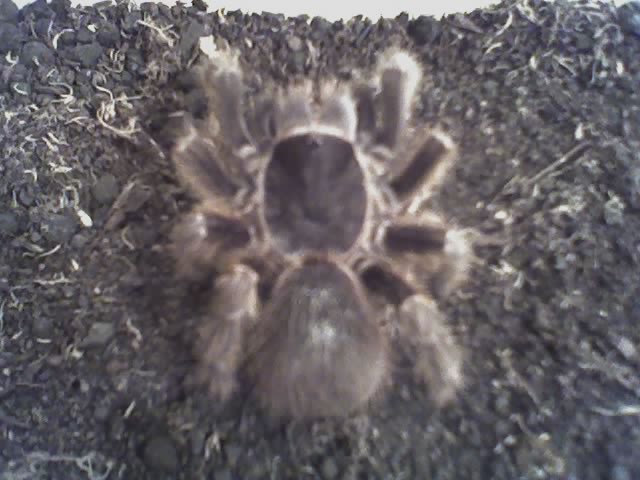 Acanthoscurria sternallis