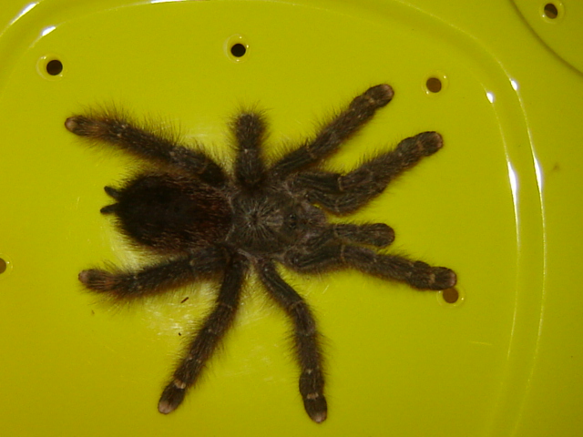 Avicularia bicegoi