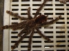 Avicularia bicegoi