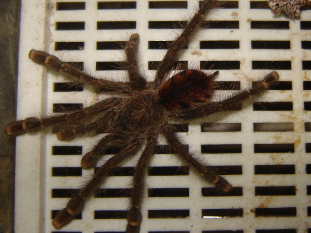 Avicularia bicegoi
