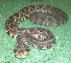 Crotalus durissus collilineatus