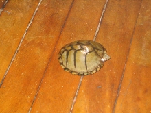 Sternotherus carinatus