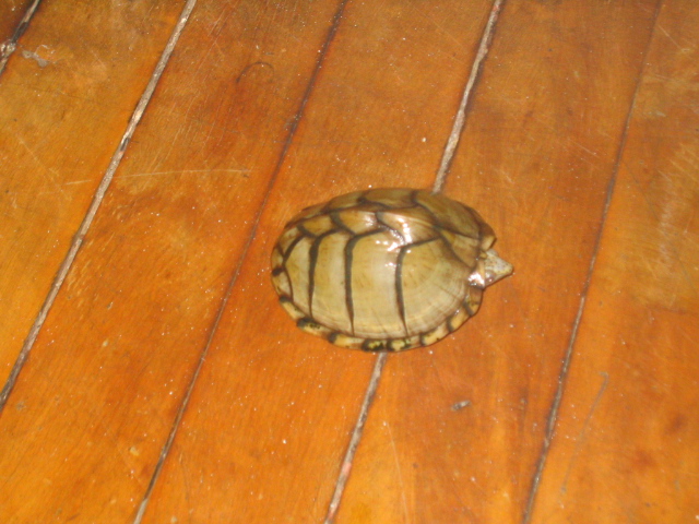 Sternotherus carinatus
