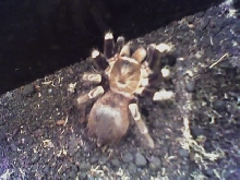 Vitallius roseus