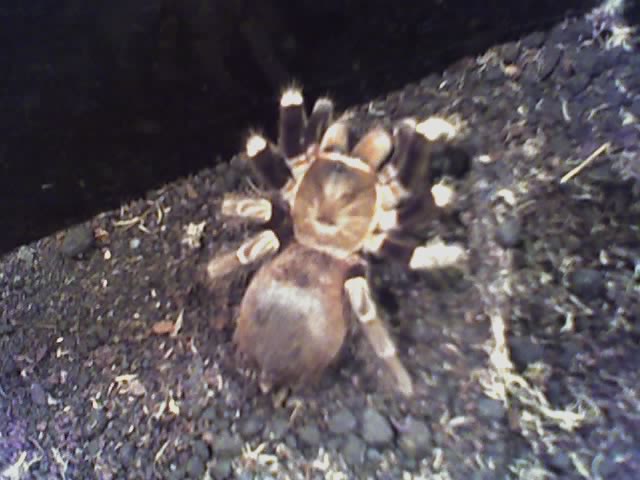 Vitallius roseus