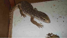 Varanus exanthematicus