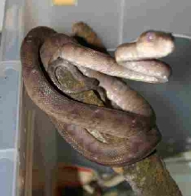 Corallus hortulanus