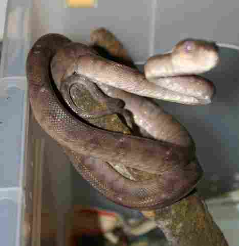 Corallus hortulanus