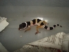 Leopard Gecko