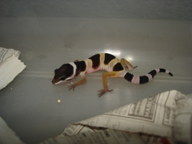 Leopard Gecko