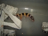 Leopard Gecko
