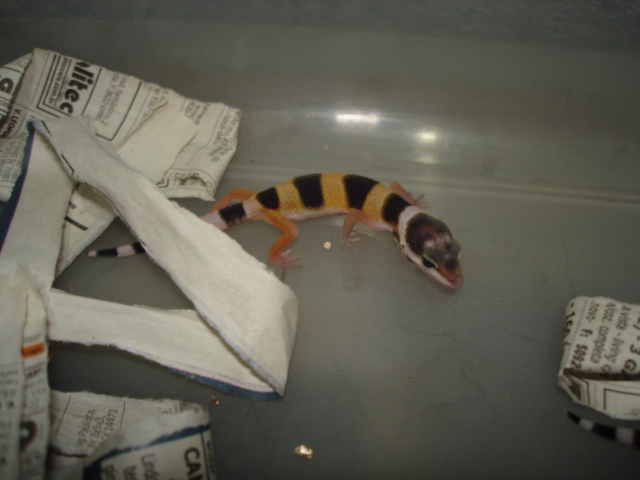 Leopard Gecko