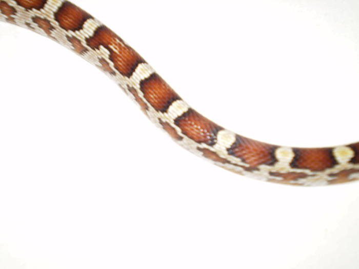 Corn Snake