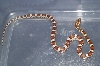 Corn Snake