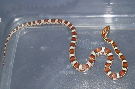 Corn Snake