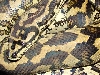 Carpet Python